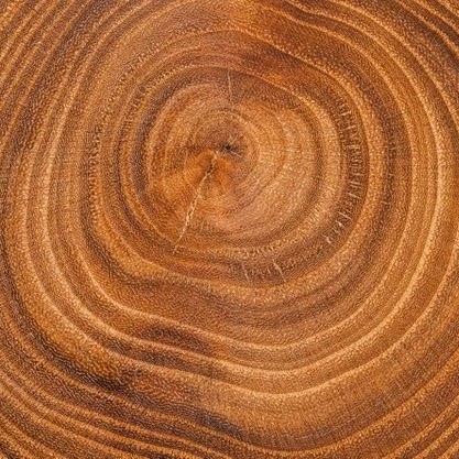 Anillos de crecimiento de un árbol y textura natural de la madera | Método Estar Bé detalle de los anillos de crecimiento en la sección de un tronco de madera